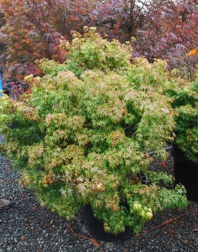 Acer palmatum Sharp's Pygmy Sharp's Pygmy Japanese Maple