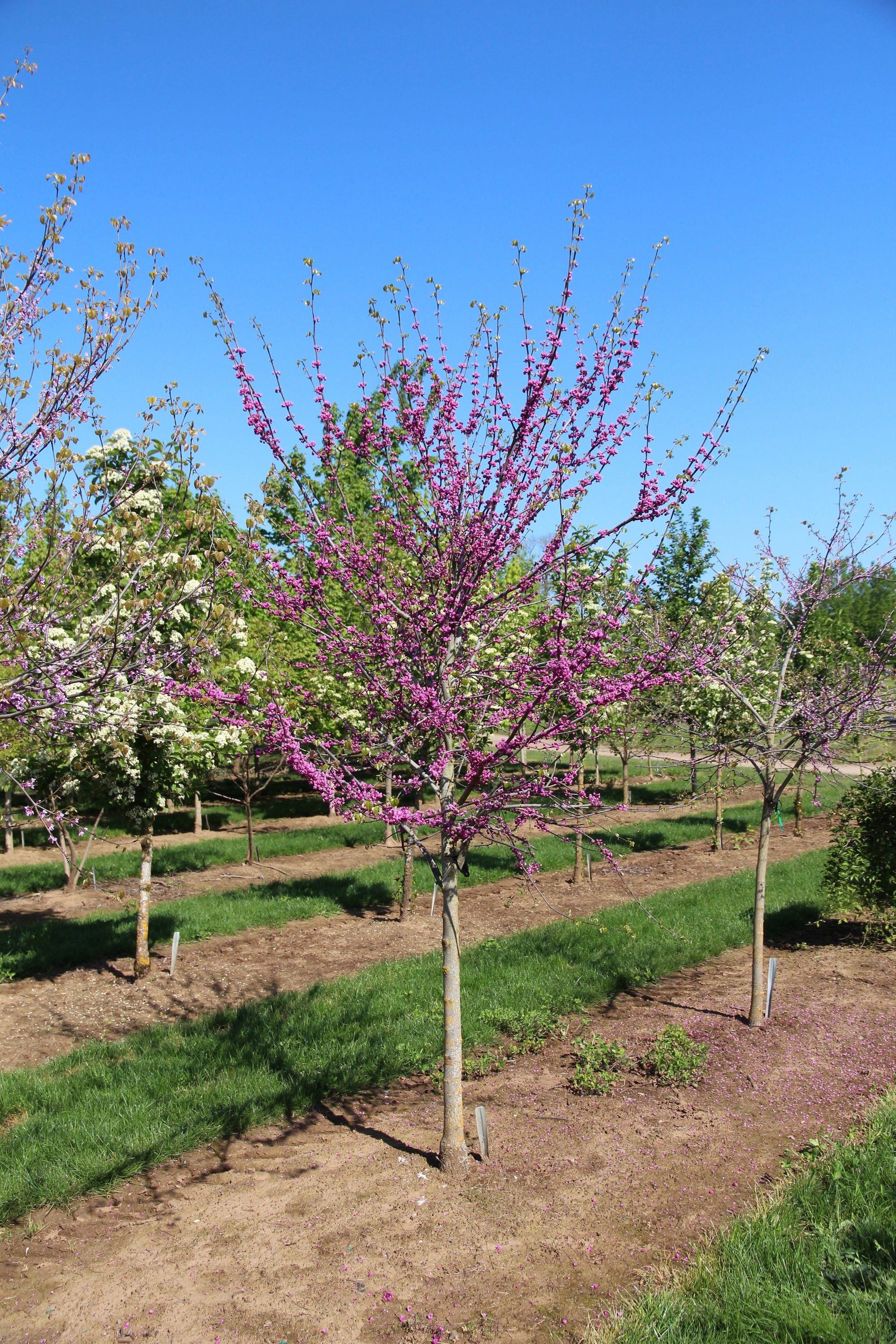 Cercis canadensis Pink Pom Poms PP27630 Pink Pom Poms Redbud