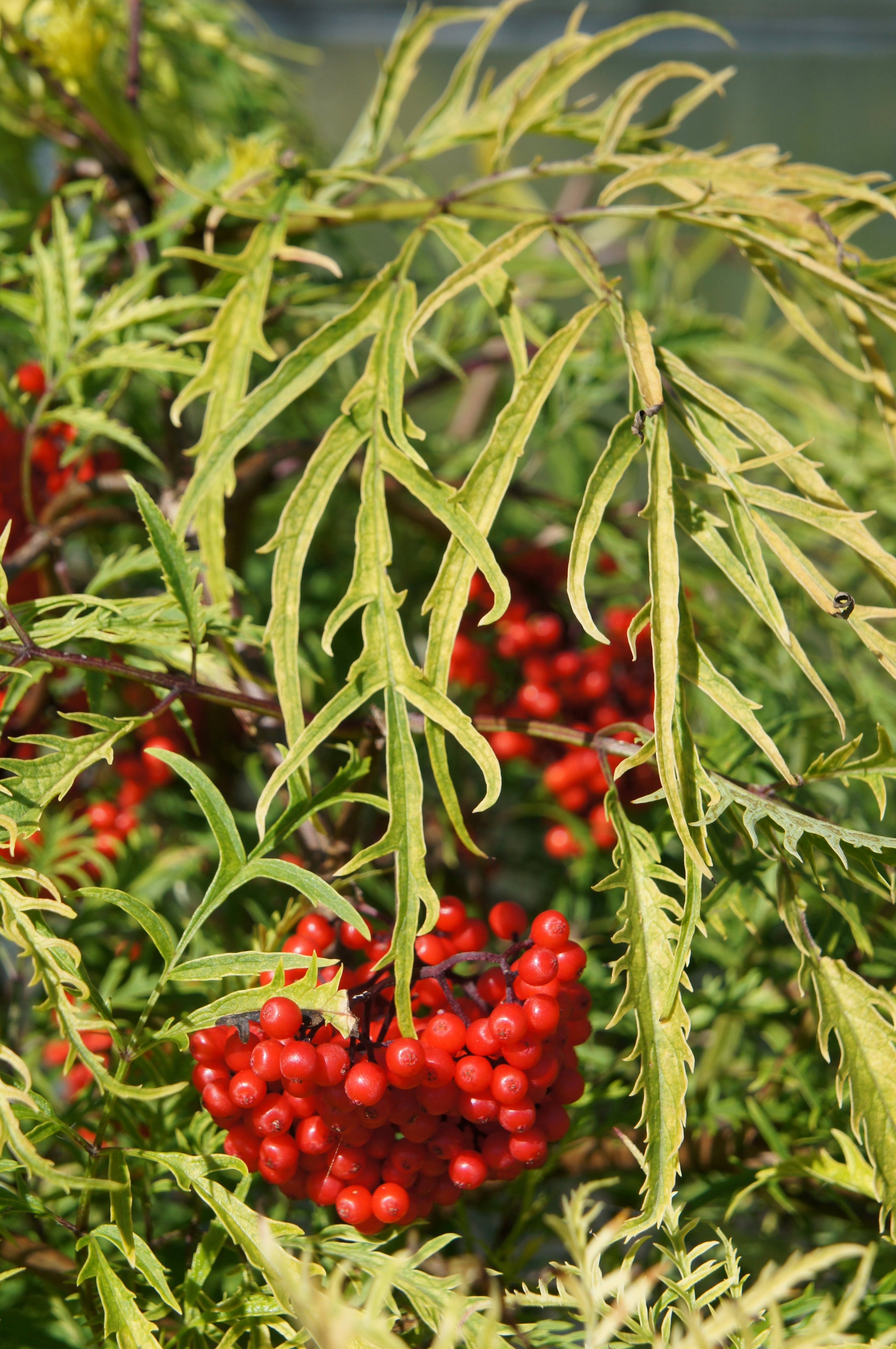Sambucus nigra Sunrise Surprise Welsh Gold Sunrise Surprise Golden Elder