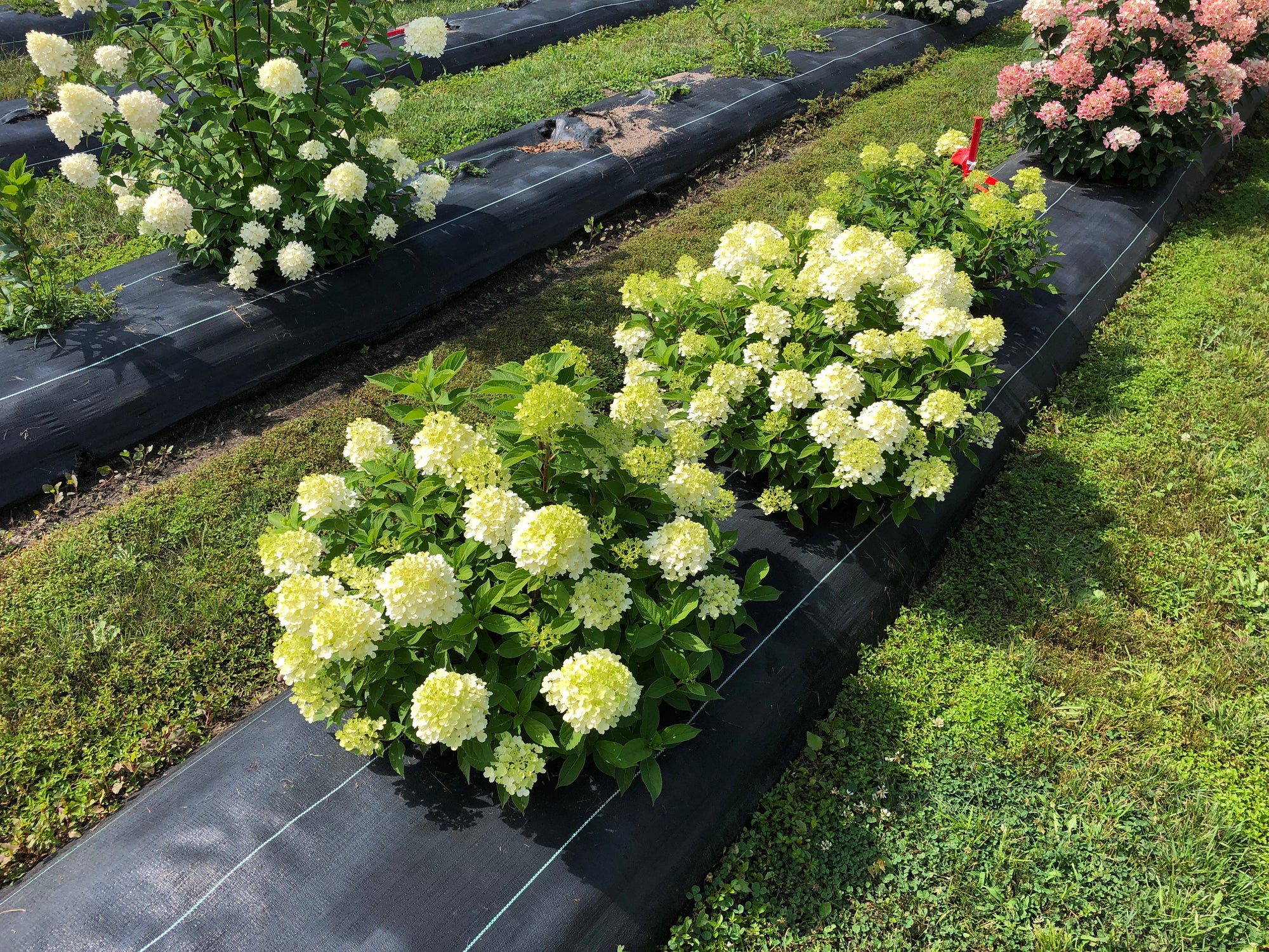 Hydrangea paniculata Fire Light Tidbit SMNHPK PP32512 Fire Light Tidbit Hydrangea
