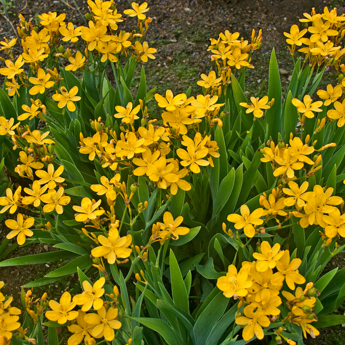 Belamcanda chinensis Hello Yellow Blackberry Lily