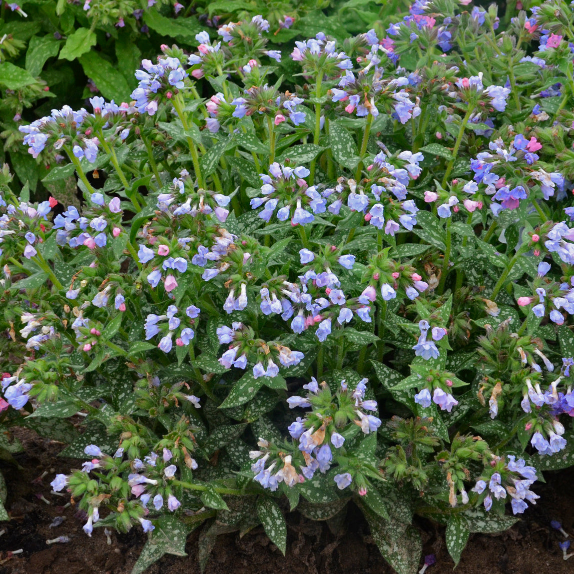 Pulmonaria x Twinkle Toes PP30258 Lungwort