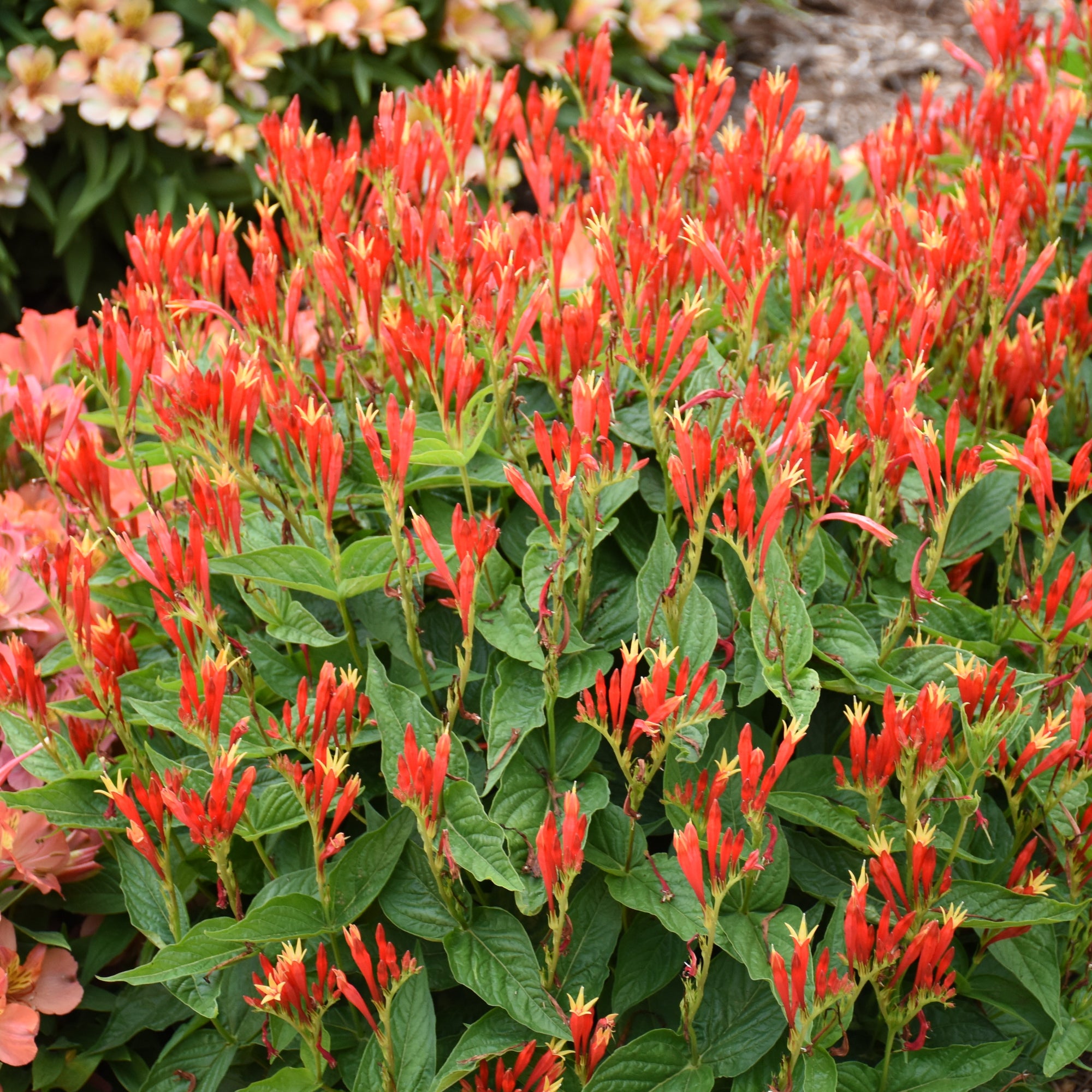 Spigelia marilandica Ragin Cajun Indian Pink
