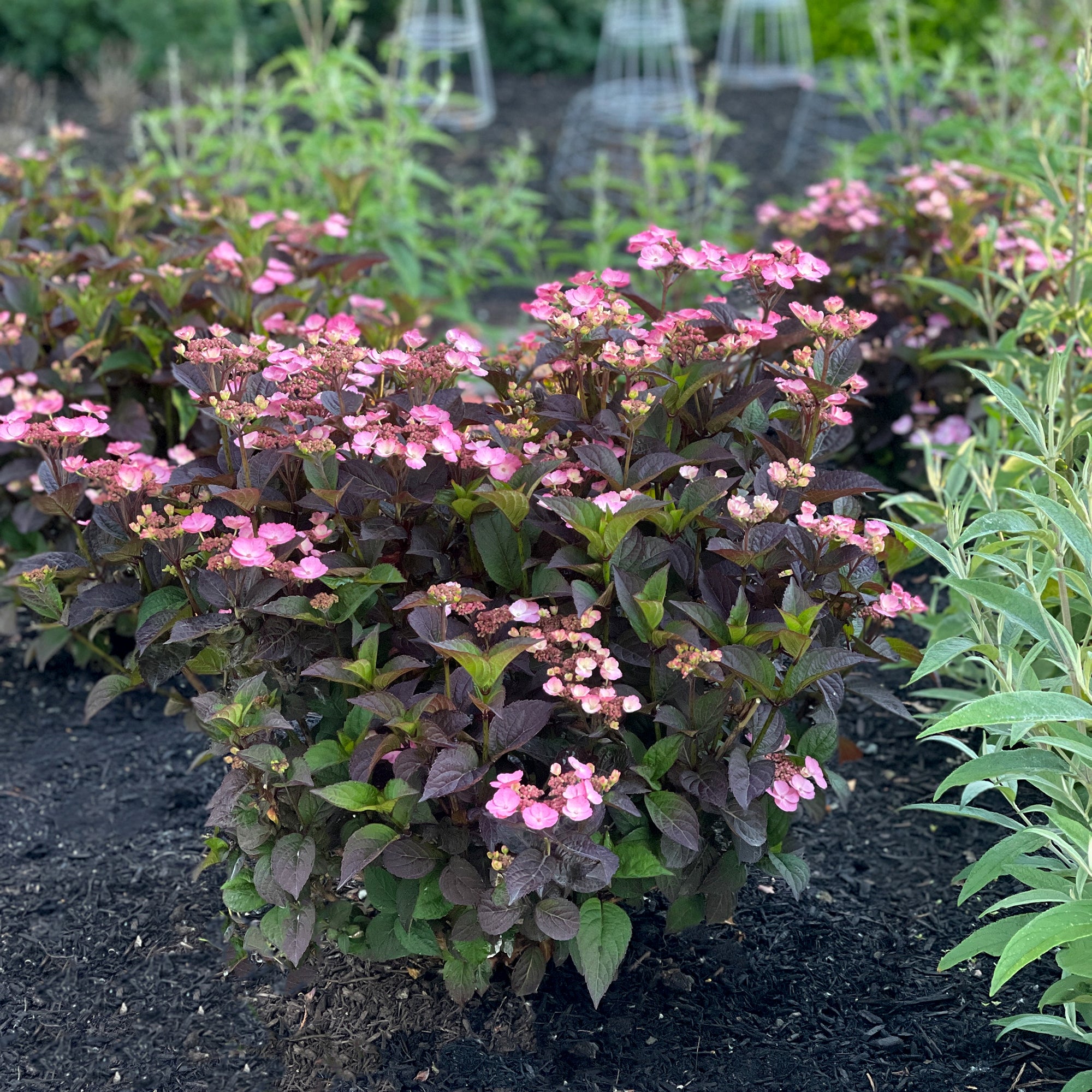 Hydrangea serrata Pink Dynamo JPDO1 PP33412, CPBRAF Pink Dynamo Hydrangea