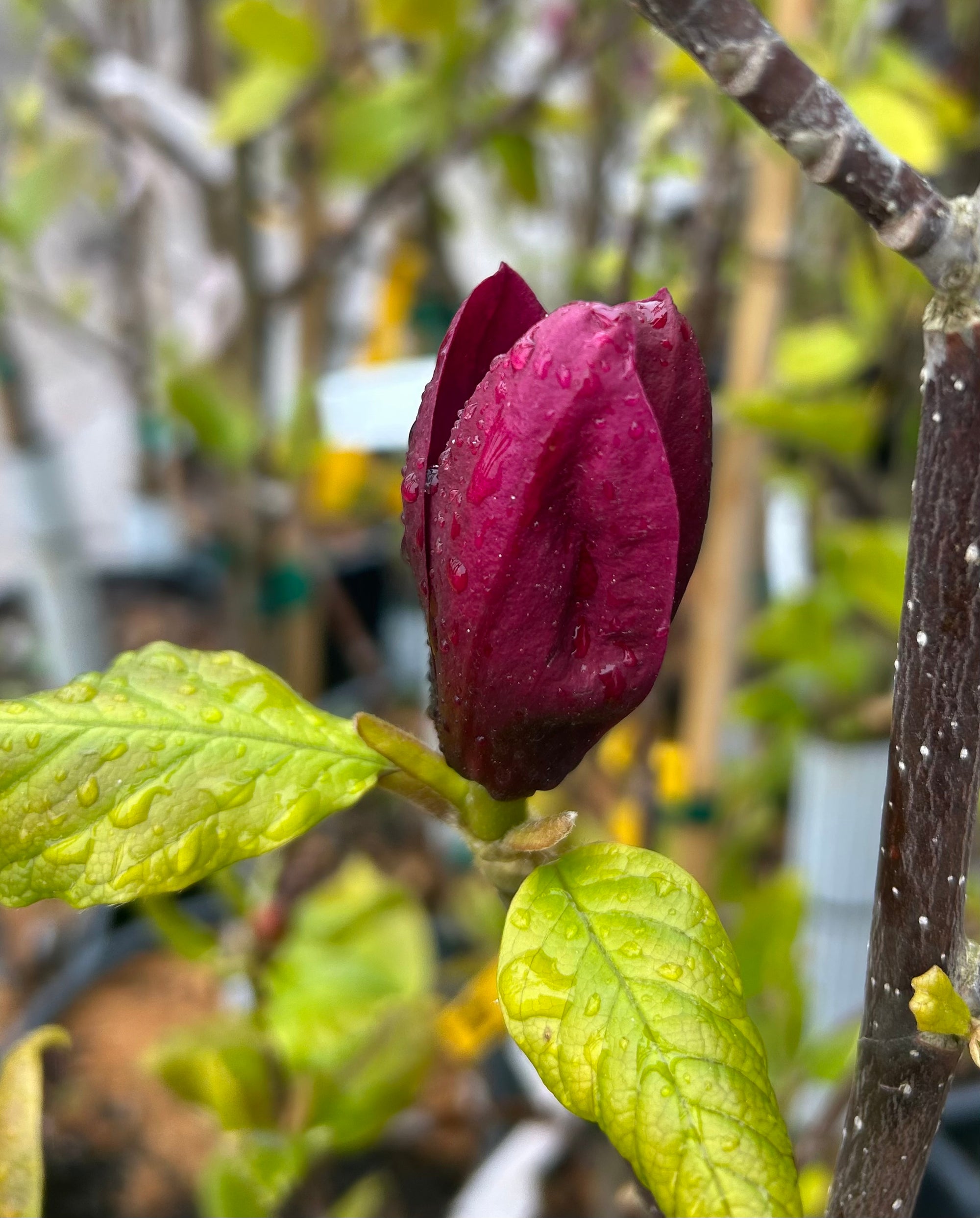 Magnolia x Genie Genie Magnolia