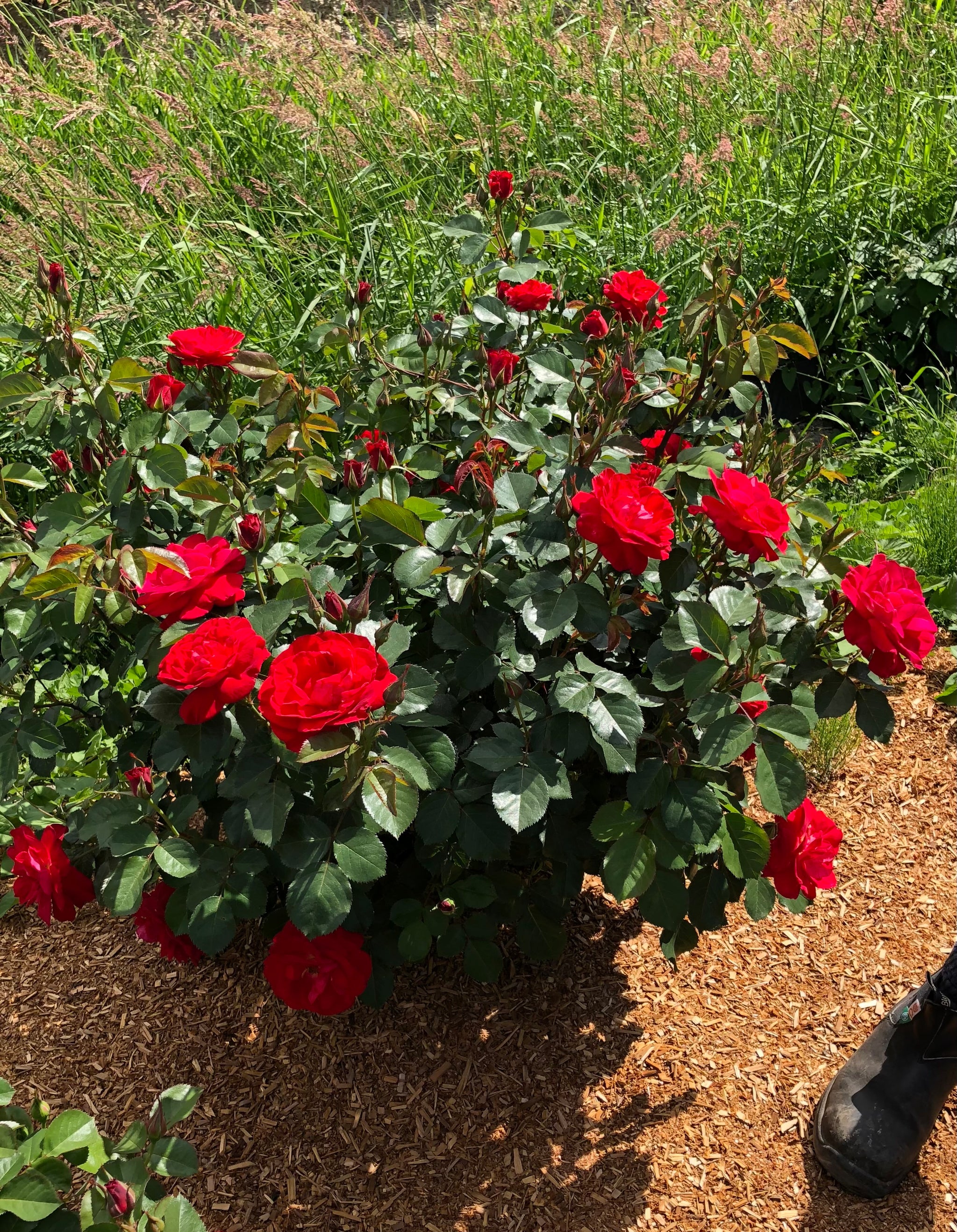 Rosa Cinnamon Hearts VLR13003 PP35575, CPBRAF Cinnamon Hearts Rose