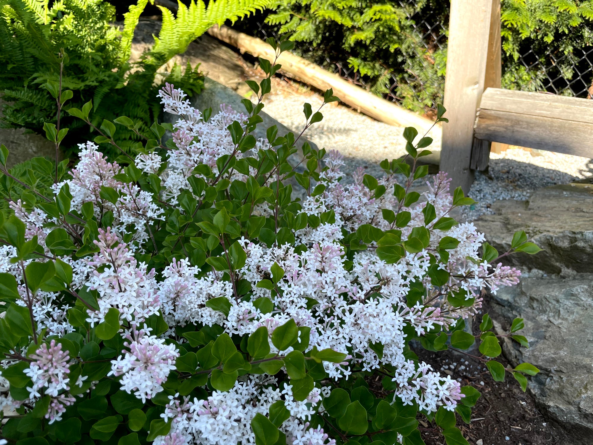 Syringa meyeri Pearl Potion JDB123WHITEHOUSE USPP31664, CPBRAF Pearl Potion Lilac