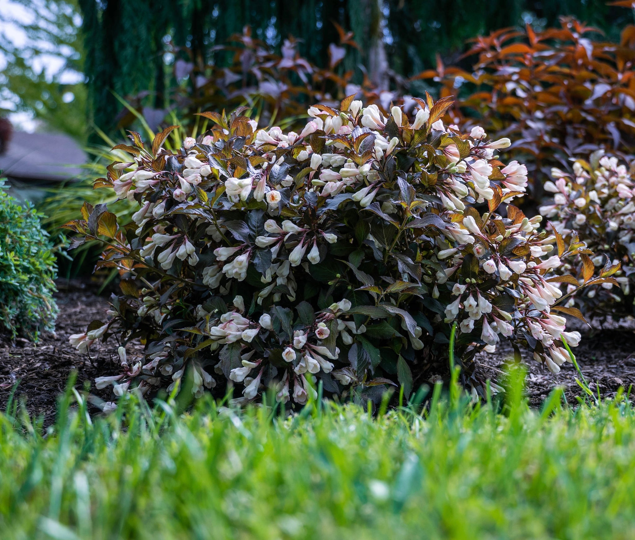 Weigela x Afterglow AZ PP33254, CPBRAF Afterglow Weigela