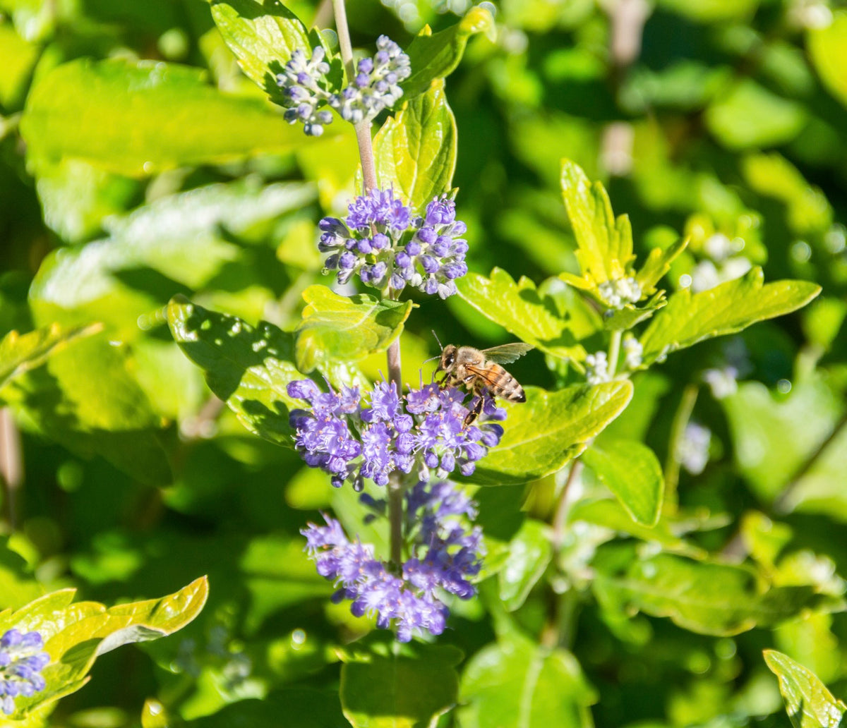 Beekeeper Bluebeard Beekeeper™ Bluebeard – GardenTap