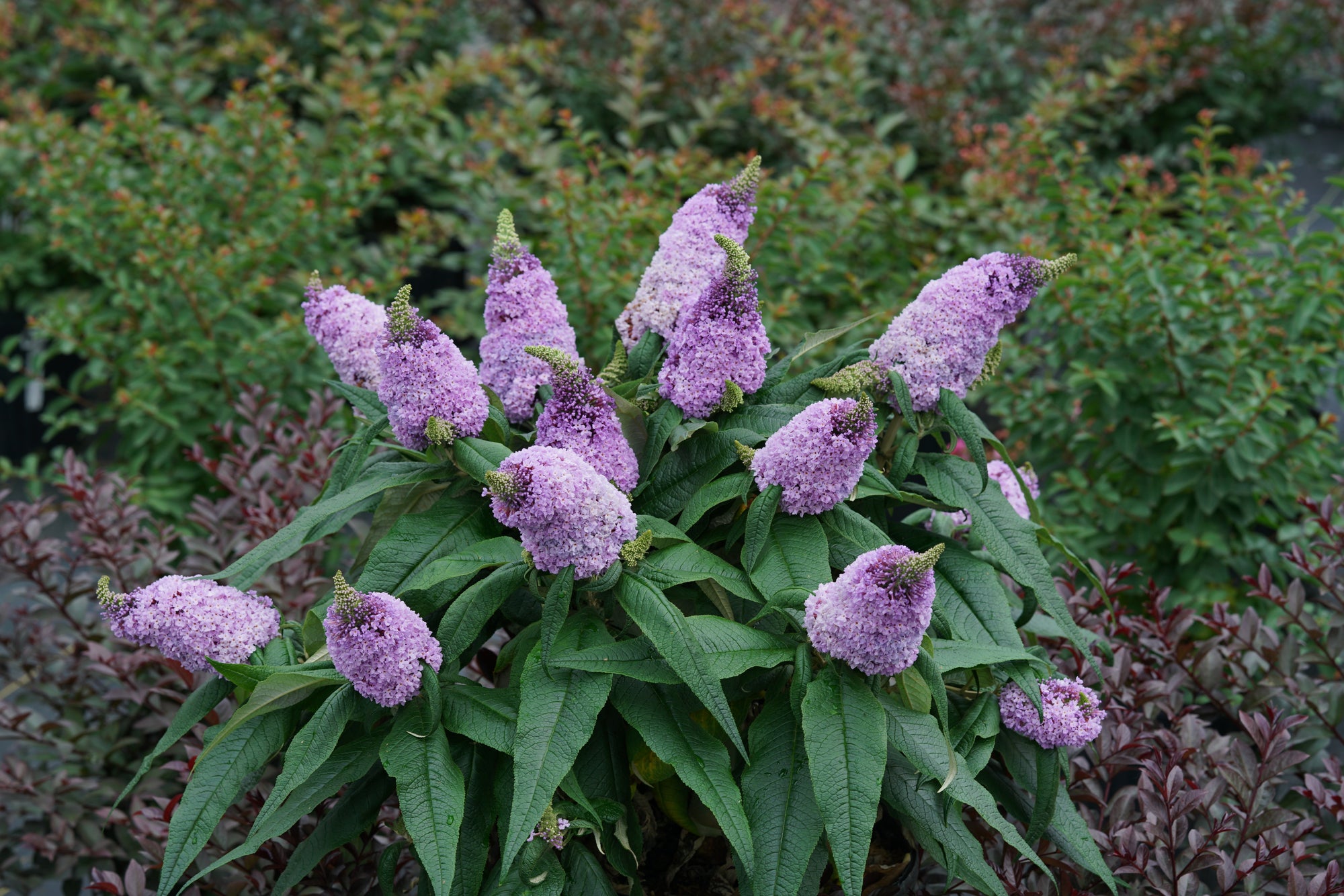 Buddleia x Pugster Amethyst SMNBDL USPP 30,236, Can PBRAF Pugster Amethyst Butterfly Bush