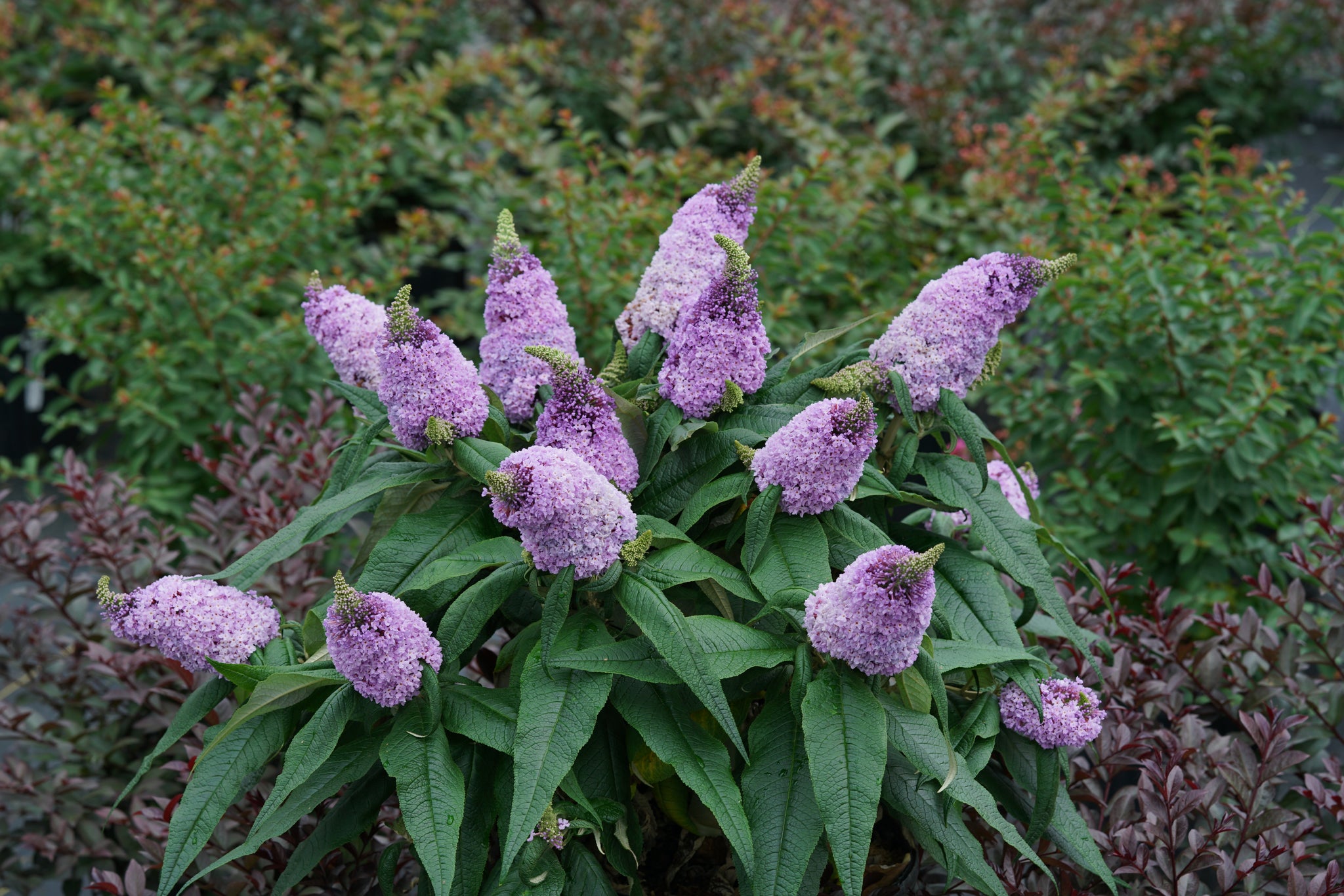 Buddleia x Pugster Amethyst SMNBDL USPP 30,236, Can PBRAF Pugster Amethyst Butterfly Bush