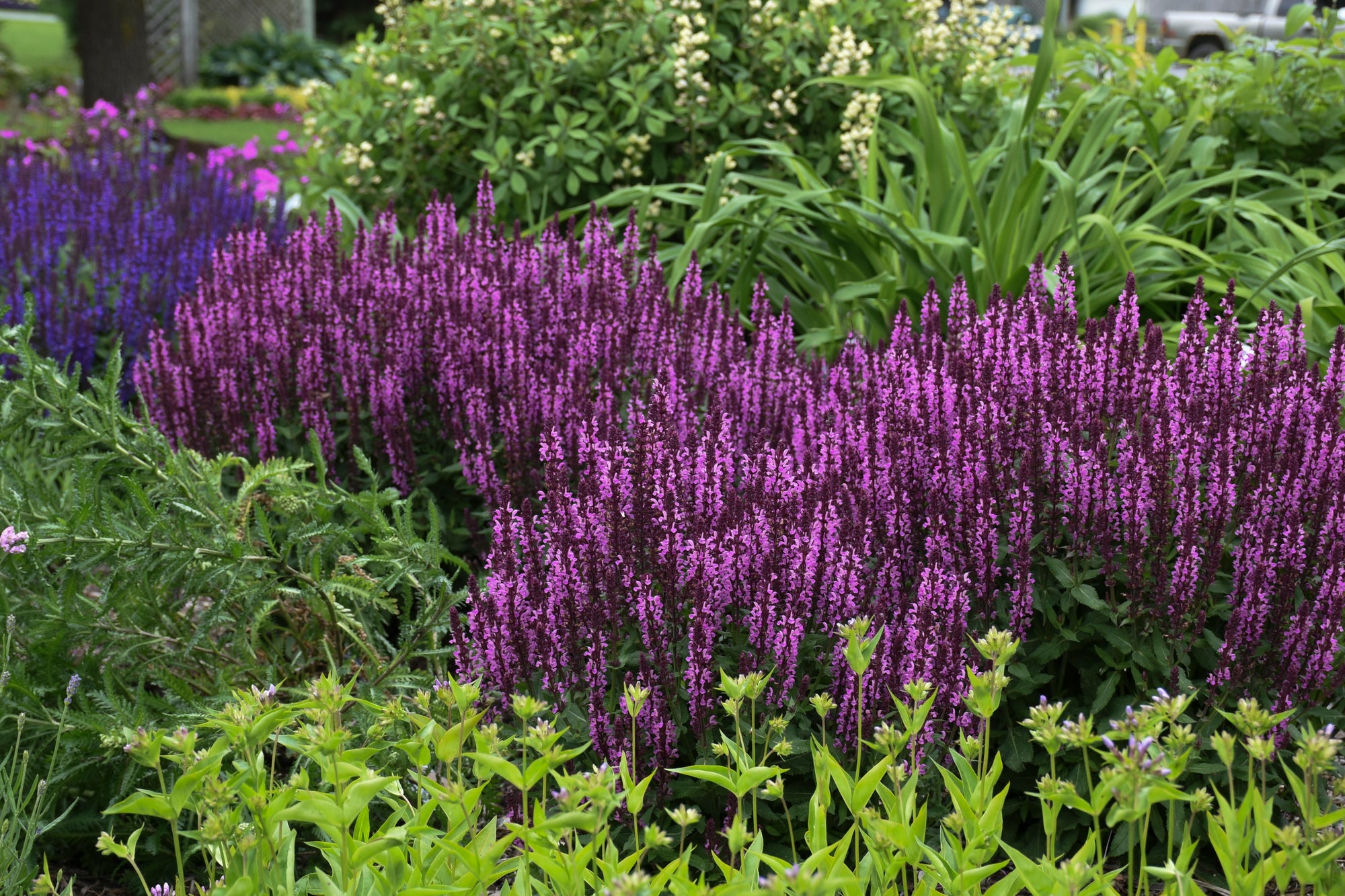 Salvia nemorosa Pink Profusion PP31435 CPBRAF Pink Profusion Salvia