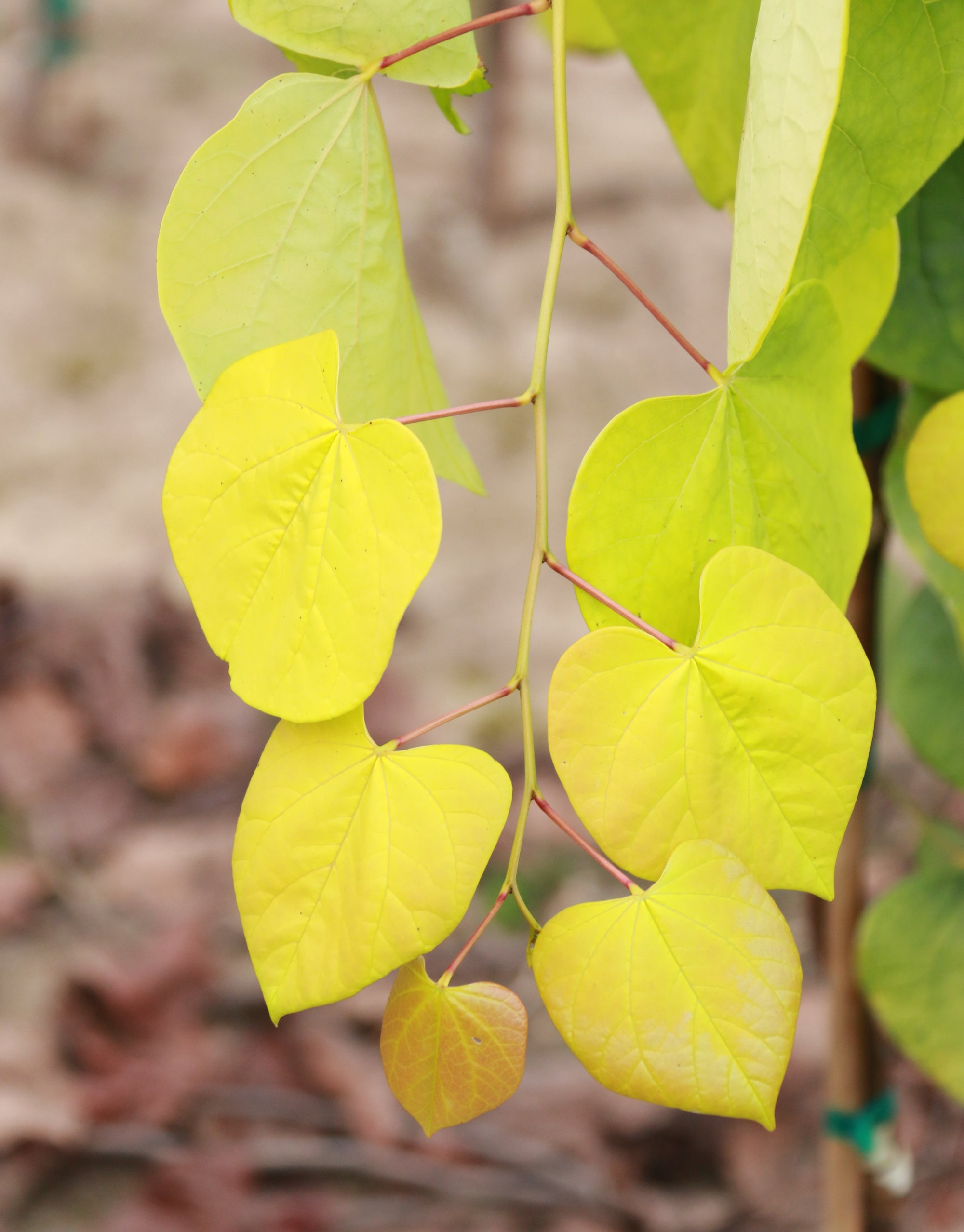 Cercis canadensis Golden Falls NC2015 12 Golden Falls Redbud