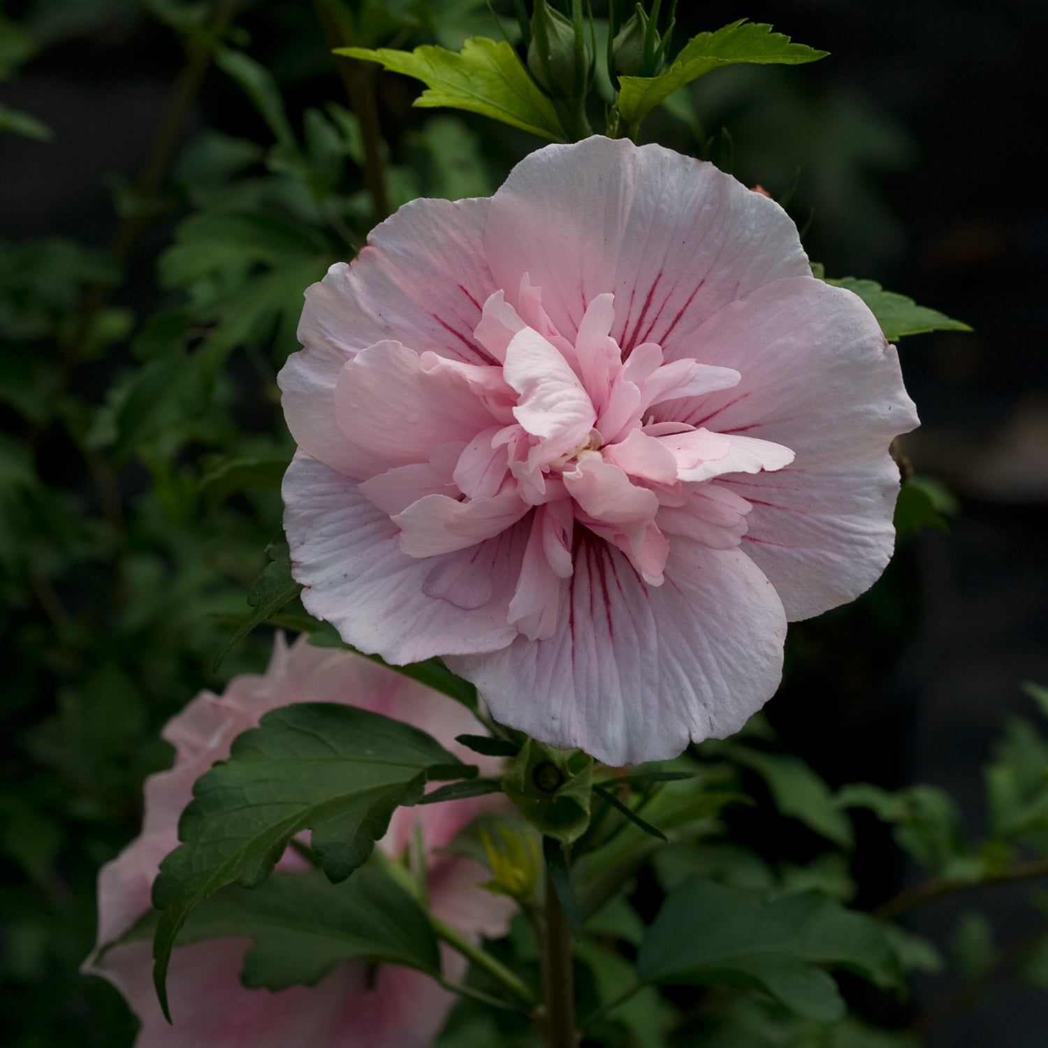 Hibiscus syriacus Pink Chiffon JWNWOOD4 PP12619 Pink Chiffon Rose of Sharon