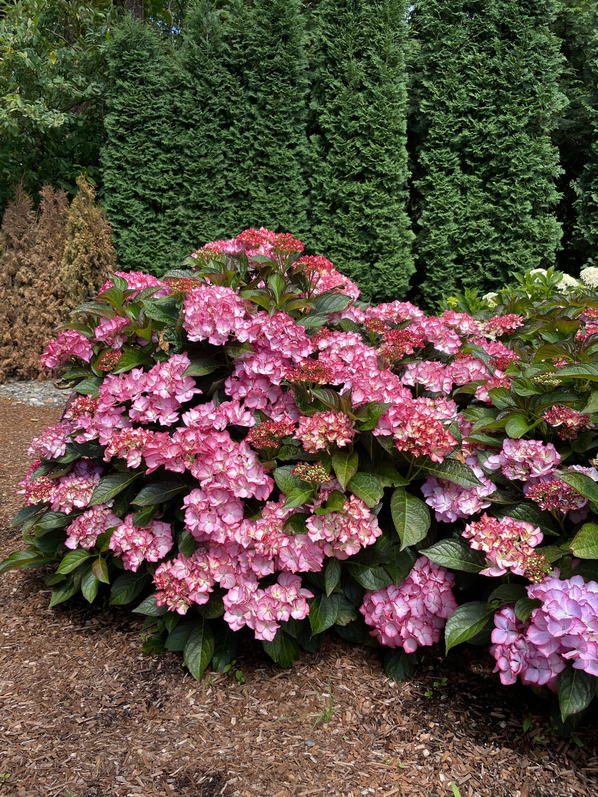 Hydrangea macrophylla Kimono Hokomabebos PP34143, CPBRAF Kimono Bigleaf Hydrangea