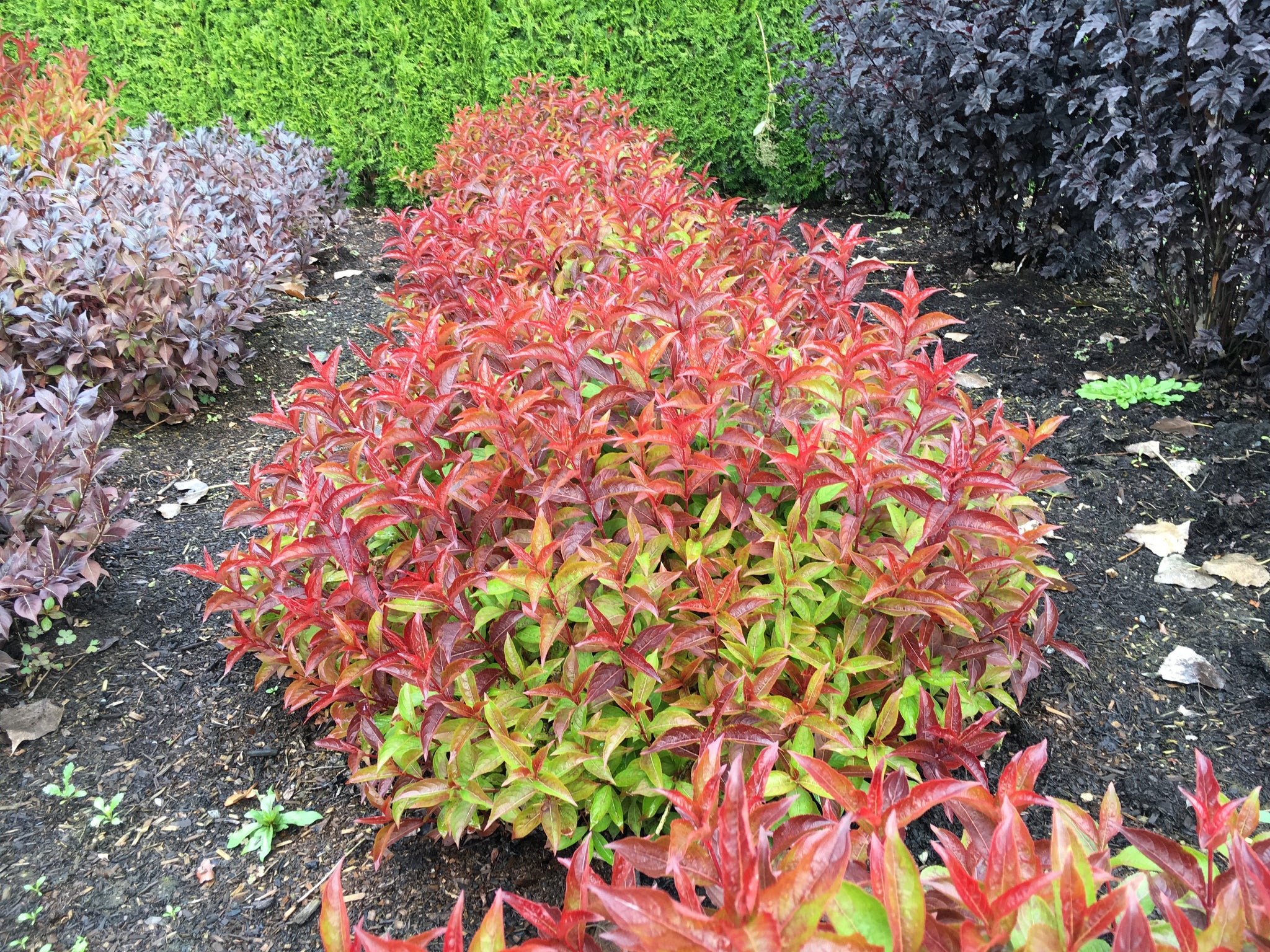 Weigela x Strobe WOF/R PP30866, CPBR6538 Strobe Weigela