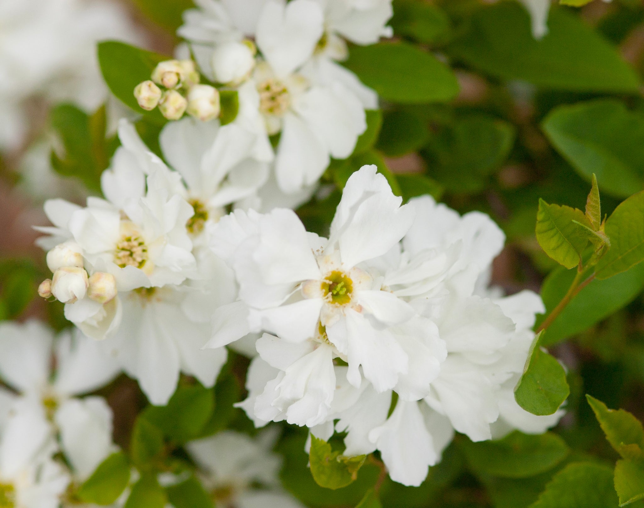 Exochorda x macrantha Lotus Moon Bailmoon Lotus Moon Pearlbush