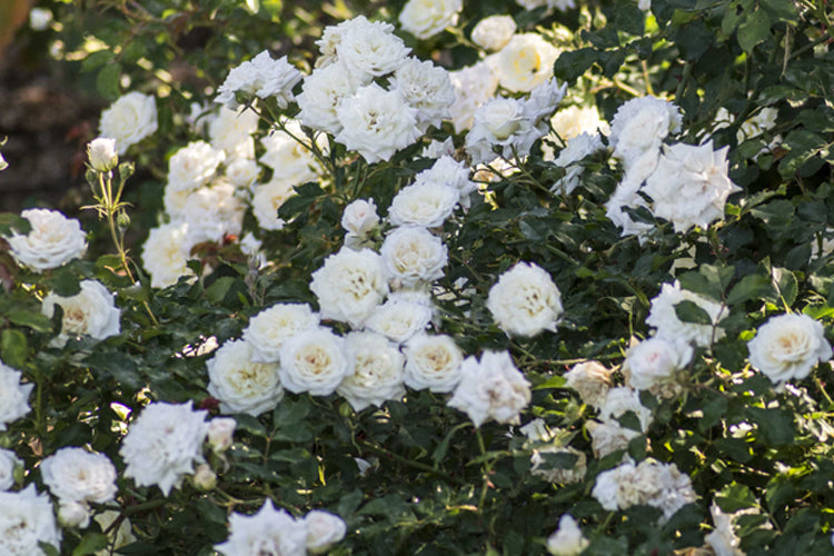 Rosa White Drift Meizorland PP 28,054 CPBR 5,592 White Drift Rose
