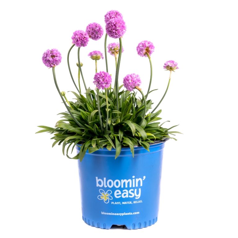 Armeria pseudarmeria Dreameria Sweet Dreams USPP29612 Dreameria Sweet Dreams Thrift