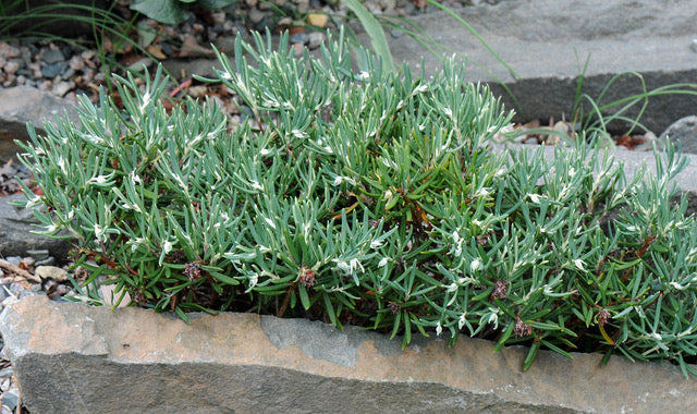 Andromeda polifolia Bergy Bit Bergy Bit Bog Rosemary