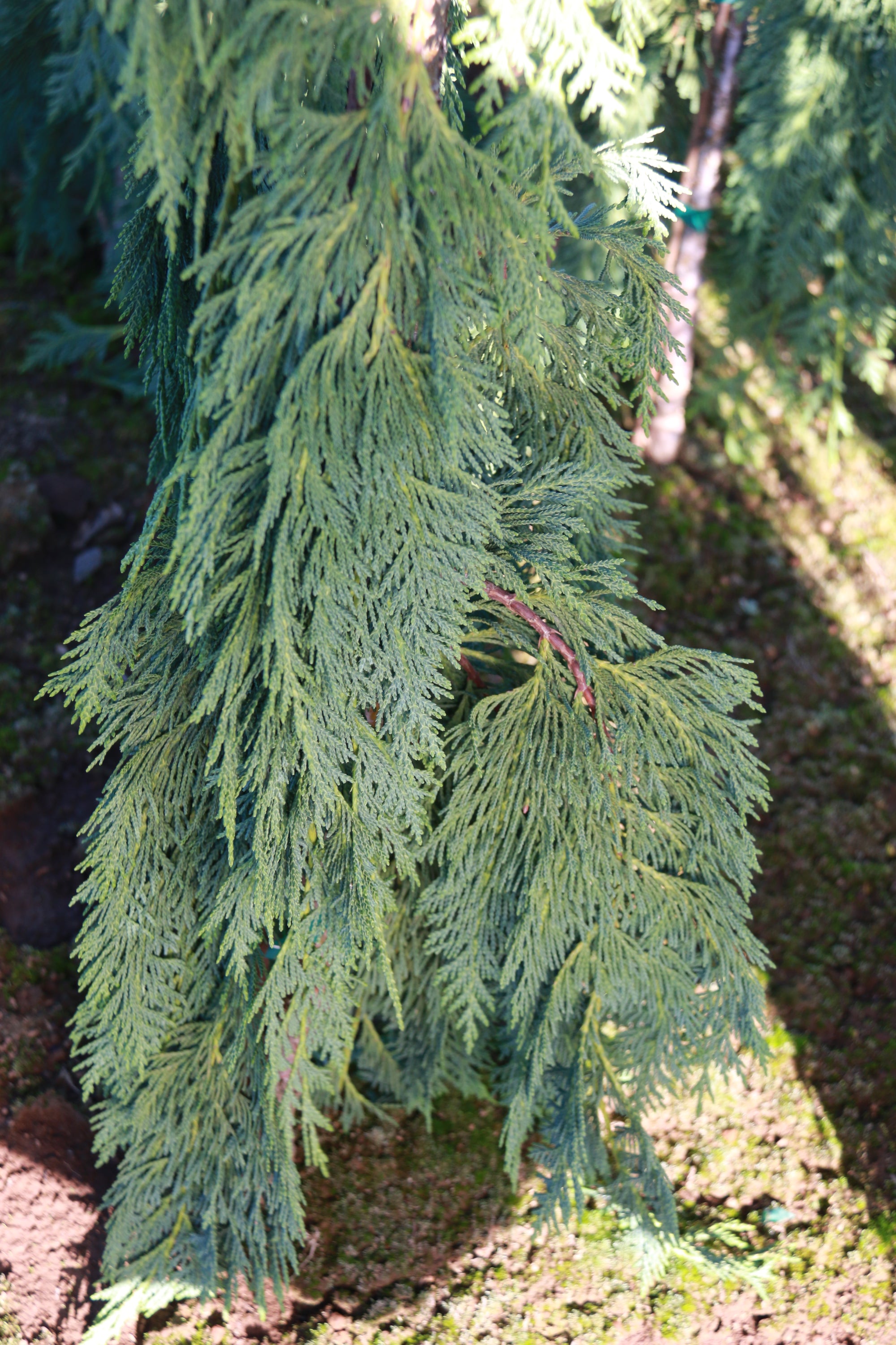 Chamaecyparis nootkatensis Green Arrow Green Arrow Weeping Falsecypress