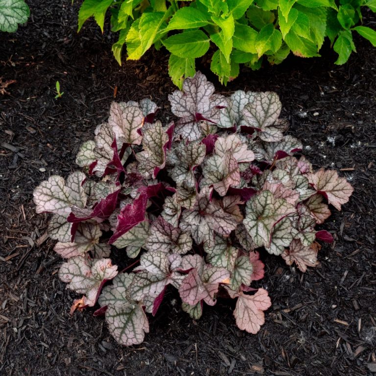 Heuchera x Spice Curls Holtspcur856 USPPAF Spice Curls Coral Bells