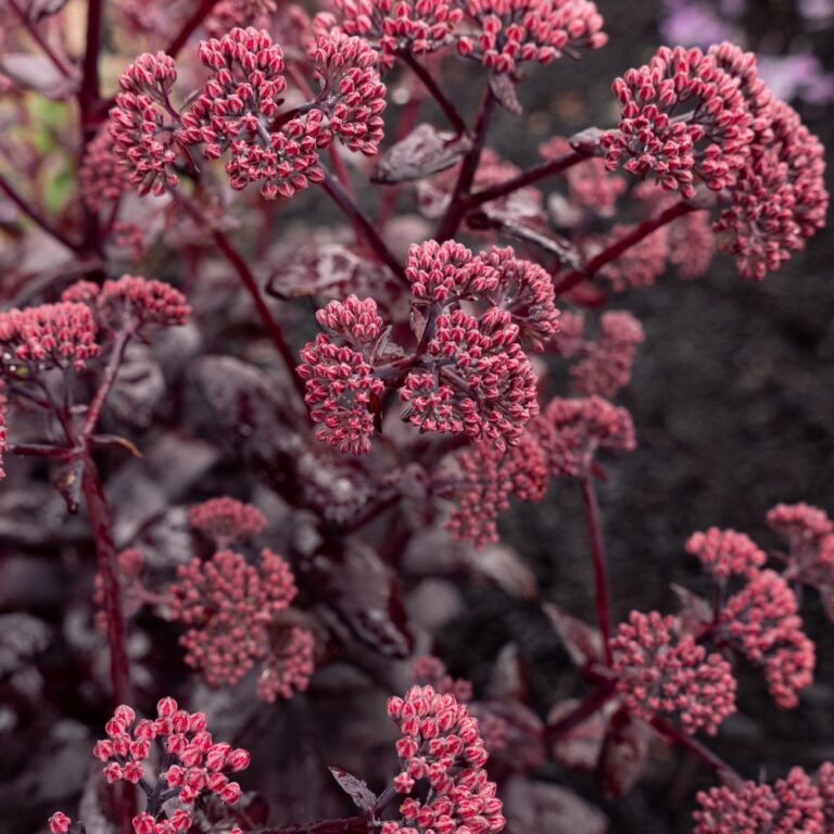 Sedum x Puff Pastry Raspberry PPF095 PP37145 Puff Pastry Raspberry Stonecrop