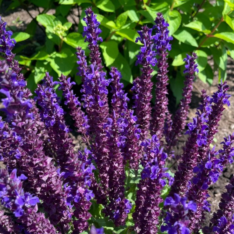 Salvia nemorosa Perpetual Purple Balsalpur154 USPPAF Perpetual Purple Meadow Sage