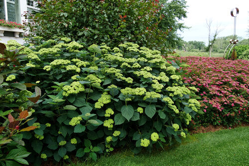 Hydrangea arborescens Invincibelle Sublime SMNHRL USPP 34,418, Can PBRAF Invincibelle Sublime Hydrangea