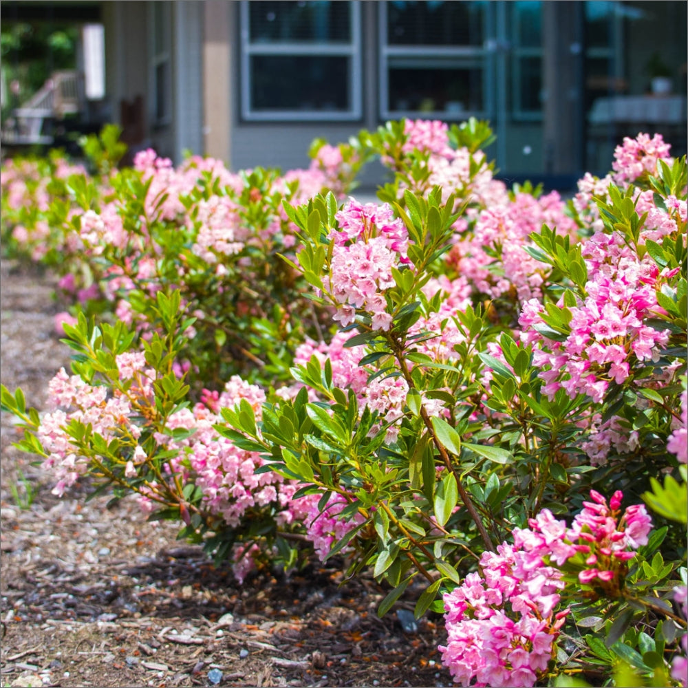 Rhododendron x Bloombux Magenta Microhirs 9 USPP32968,CPBRAF Bloombux Magenta Rhododendron