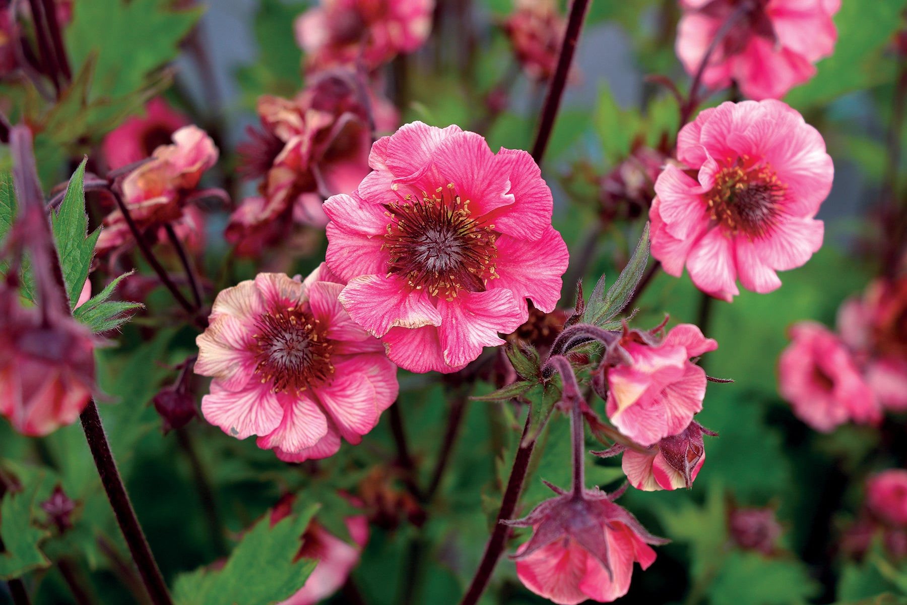 Geum x Tempo Rose PP31209 Tempo Rose Avens