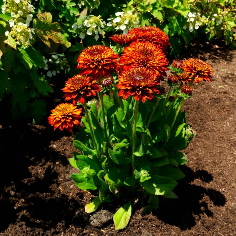 Rudbeckia hirta Solar Sister Holtsosis851 USPPAF Solar Sister Black eyed Susan