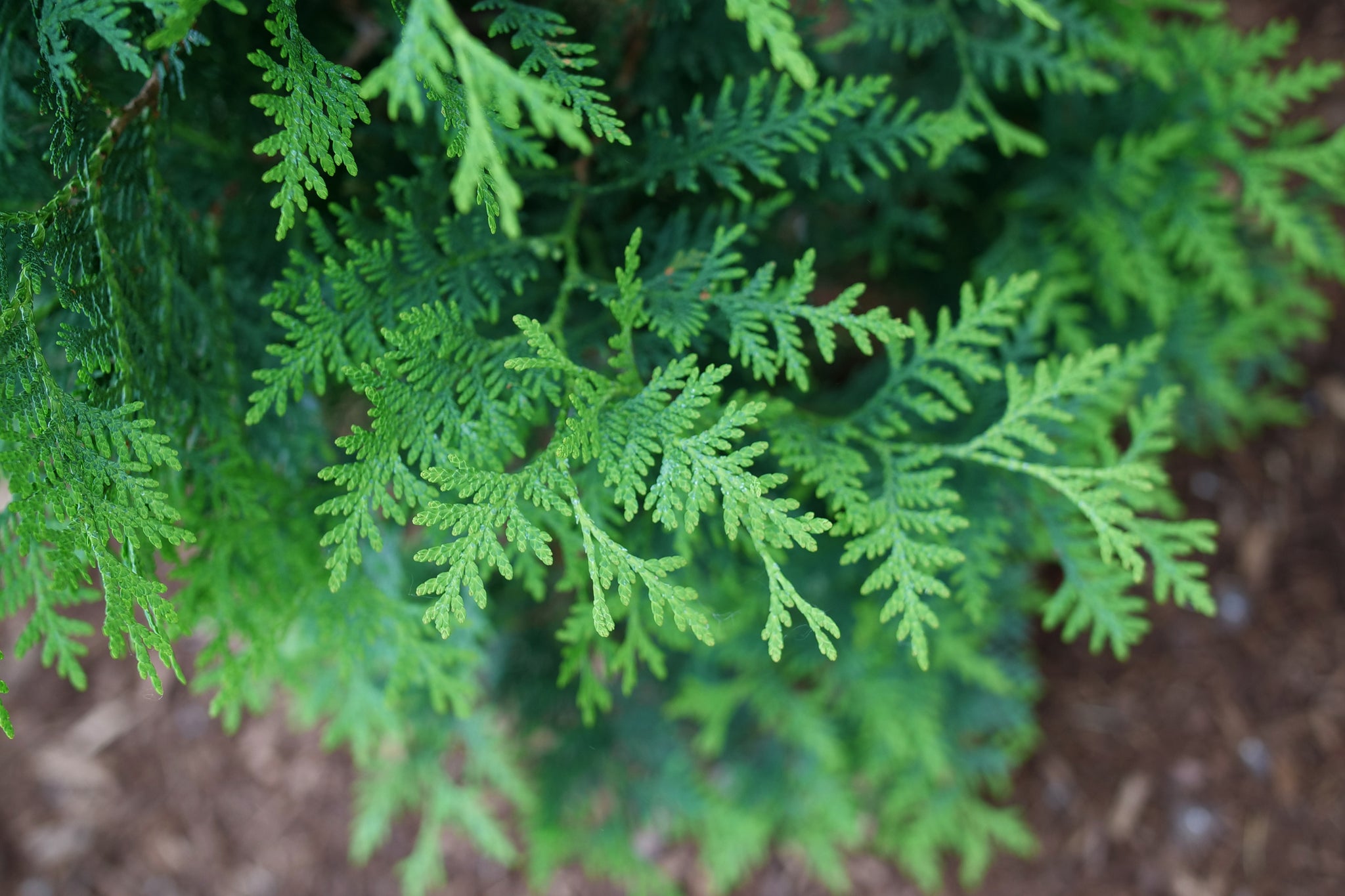 Thuja occidentalis Sasquatch V 32 PPAF, CBR#7196 Sasquatch Dark Green Cedar
