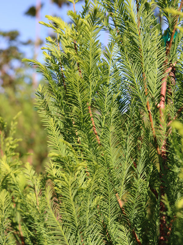 Taxodium distichum Lindsey's Skyward Skyward PP22812 Lindsey's Skyward Baldcypress