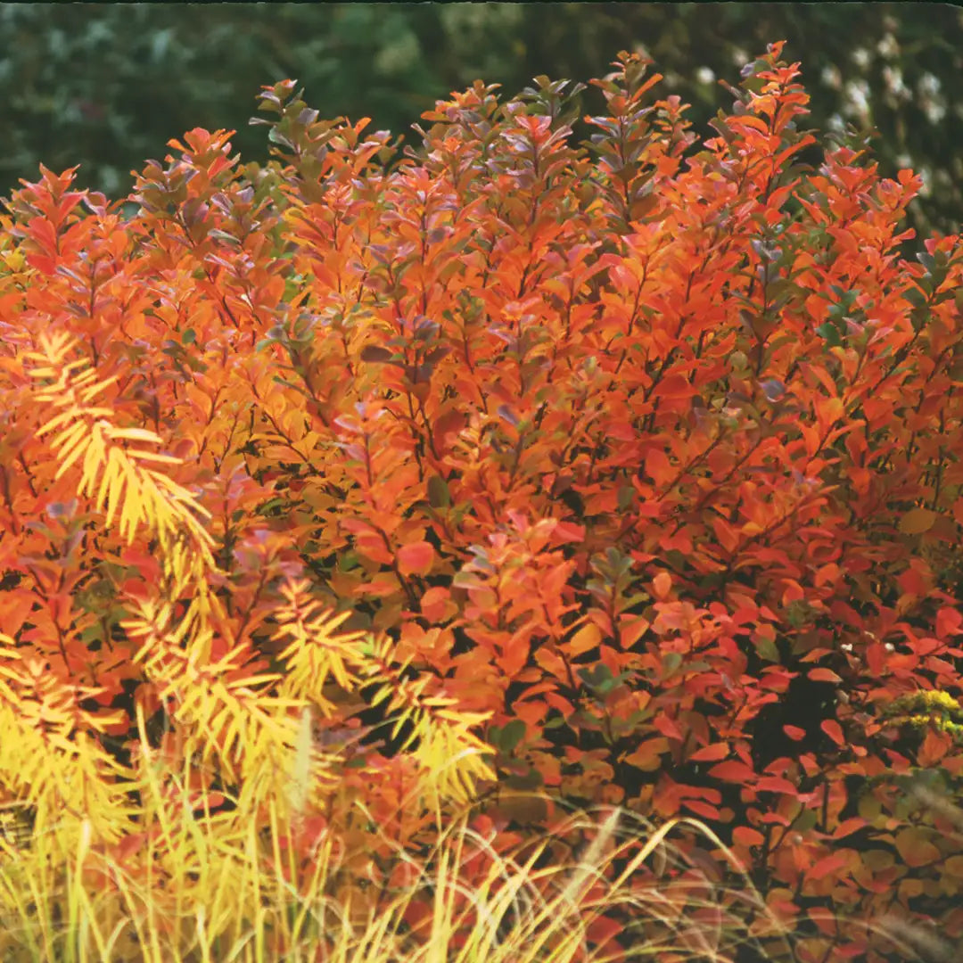 Spiraea betulifolia Tor Birchleaf Spirea