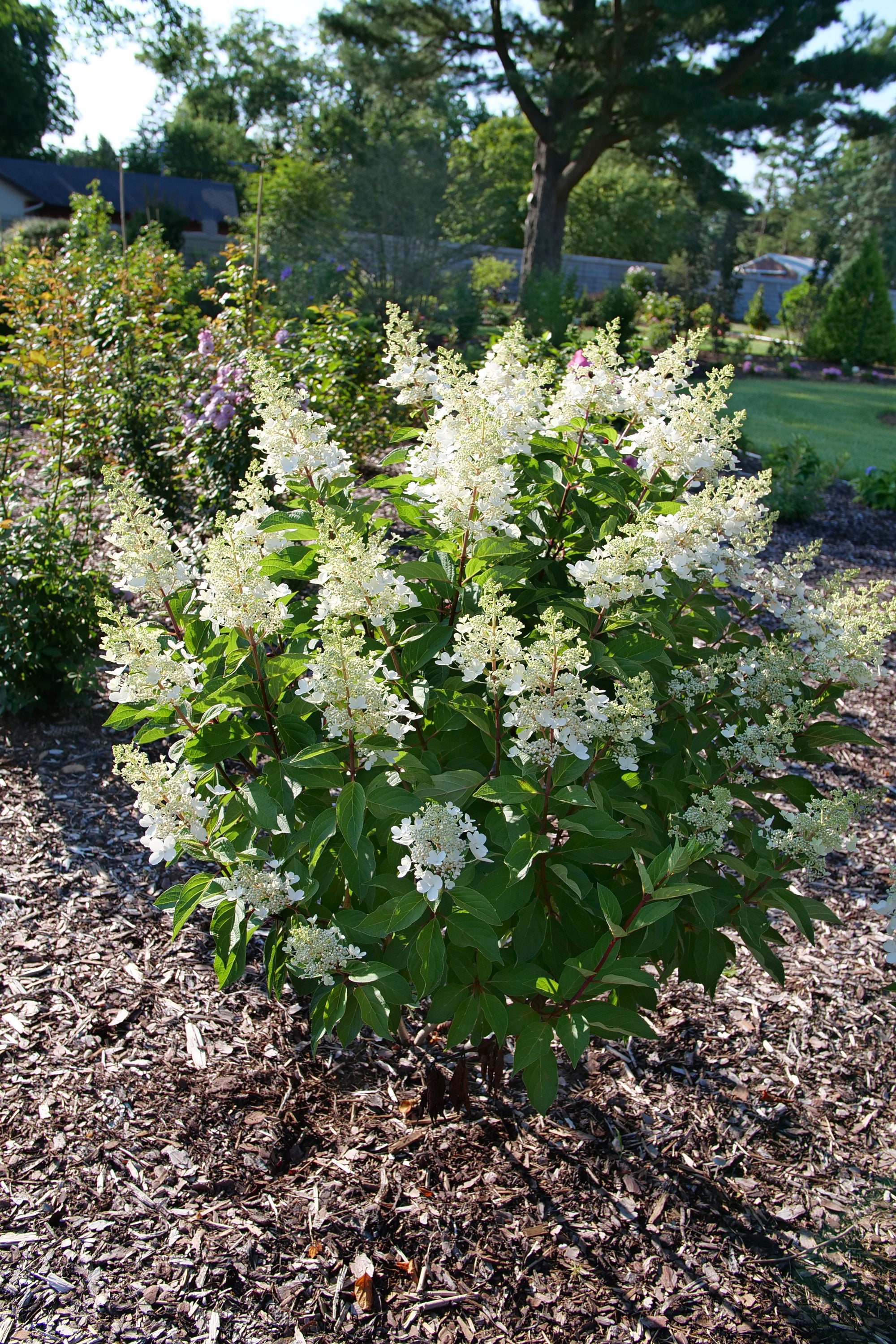Hydrangea paniculata Pinky Winky Prime ILVOHPPRM USPP 35,334, Can PBRAF Pinky Winky Prime&reg Hydrangea