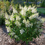 Hydrangea paniculata Pinky Winky Prime ILVOHPPRM USPP 35,334, Can PBRAF Pinky Winky Prime Hydrangea
