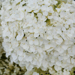Hydrangea arborescens Invincibelle Wee White 2.0 SMNHAWH PPAF, CBRAF Invincibelle Wee White 2.0 Hydrangea