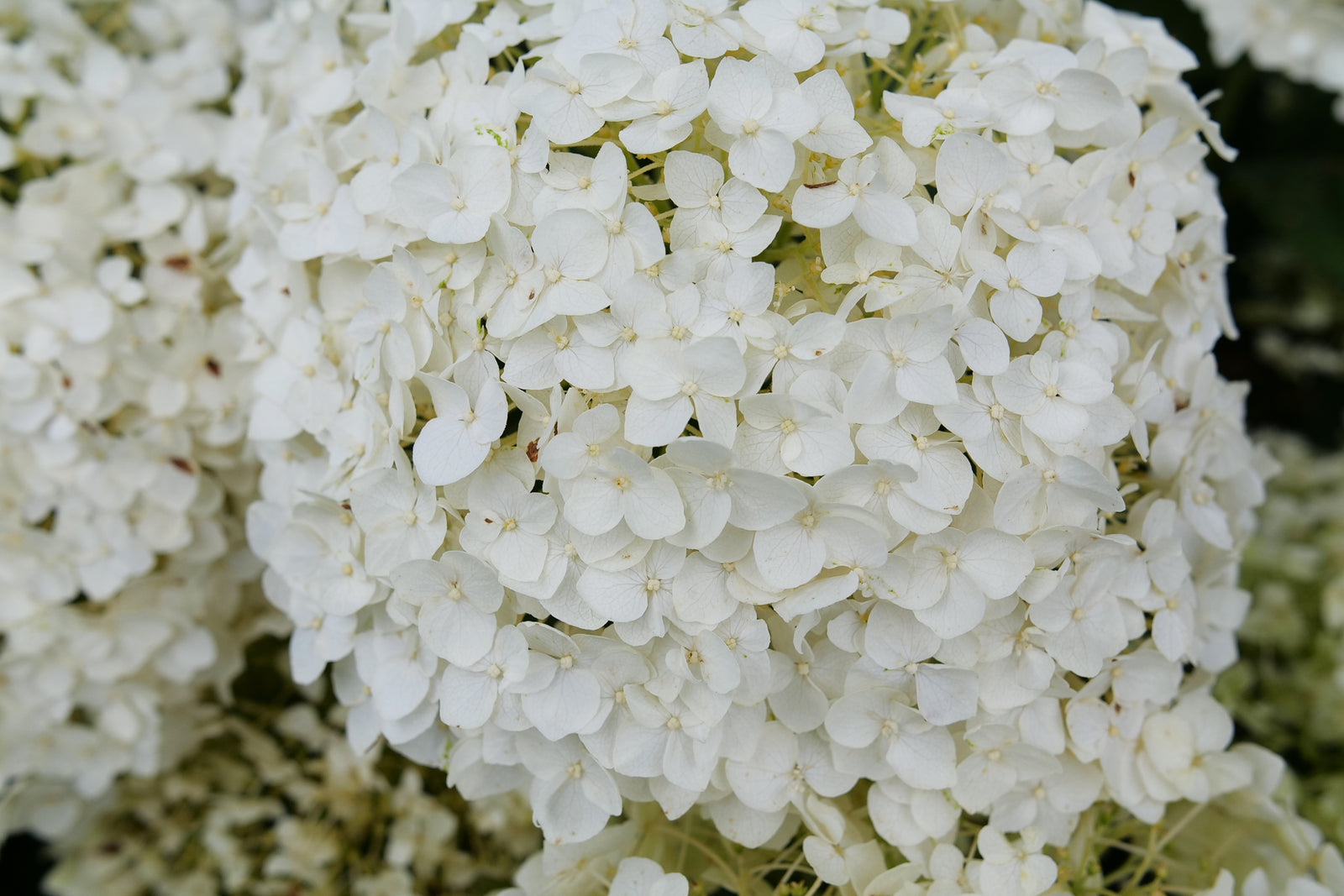 Hydrangea arborescens Invincibelle Wee White 2.0 SMNHAWH PPAF, CBRAF Invincibelle Wee White 2.0 Hydrangea