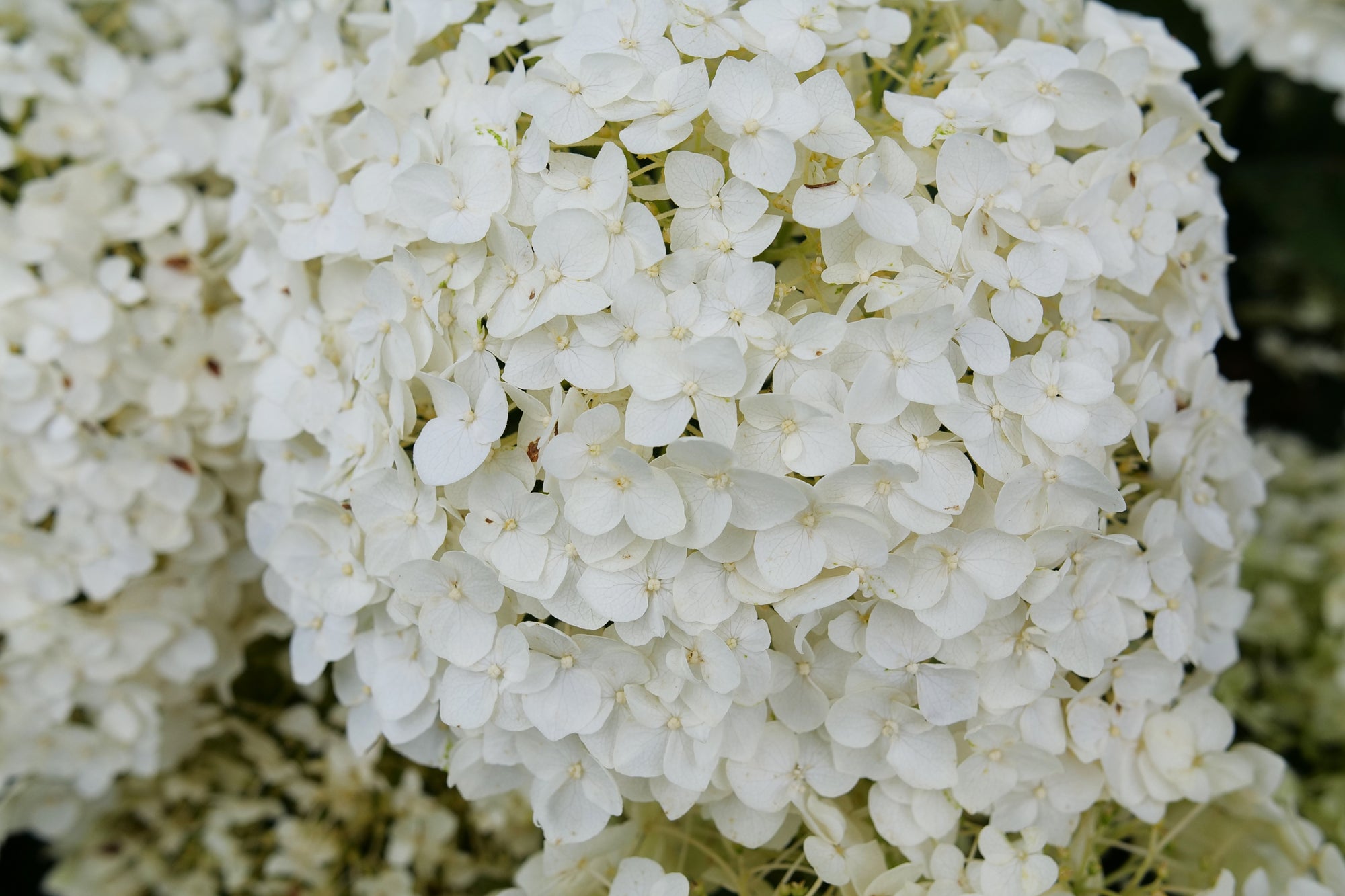 Hydrangea arborescens Invincibelle Wee White 2.0 SMNHAWH PPAF, CBRAF Invincibelle Wee White 2.0 Hydrangea