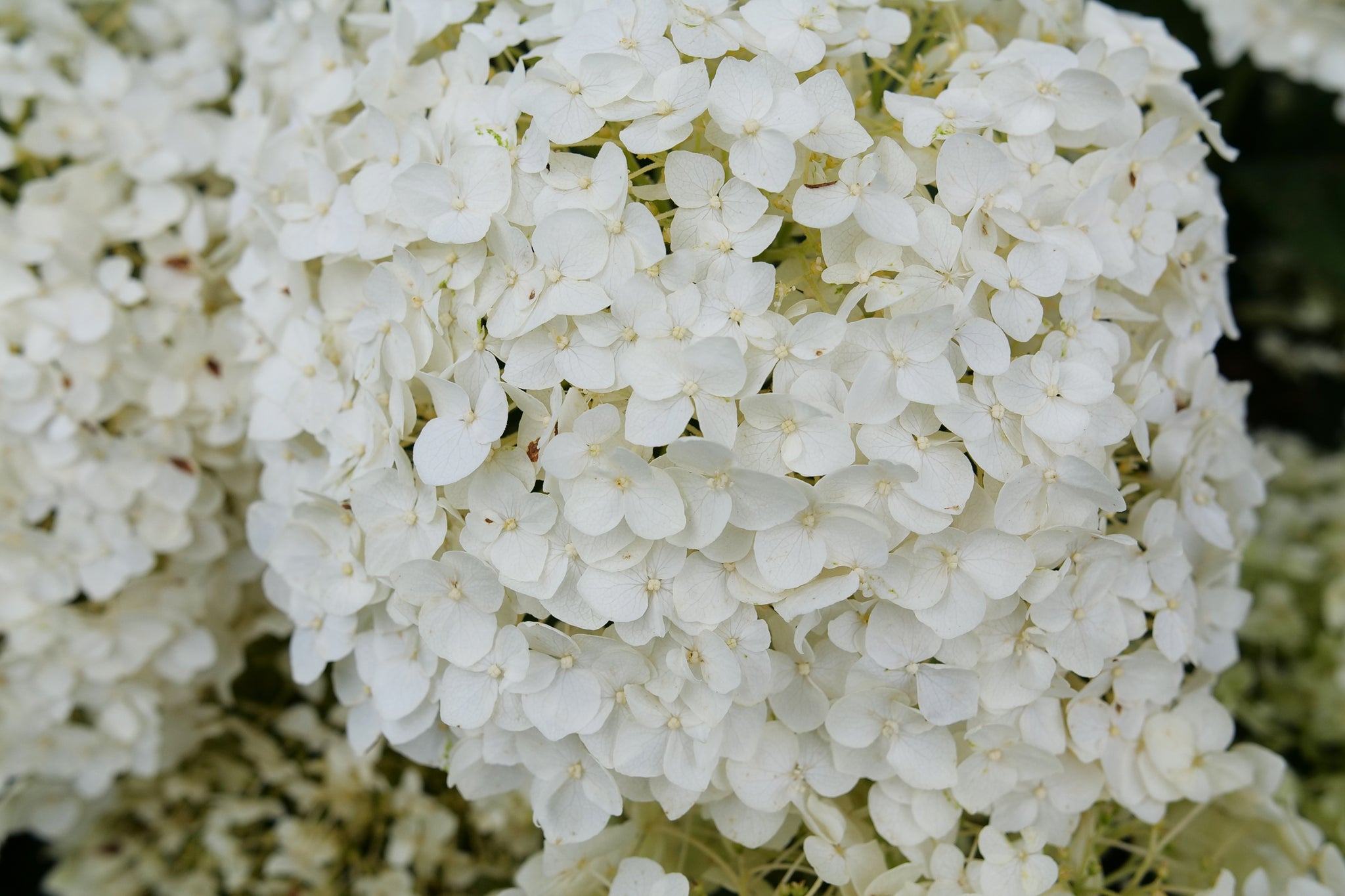 Hydrangea arborescens Invincibelle Wee White 2.0 SMNHAWH PPAF, CBRAF Invincibelle Wee White 2.0 Hydrangea