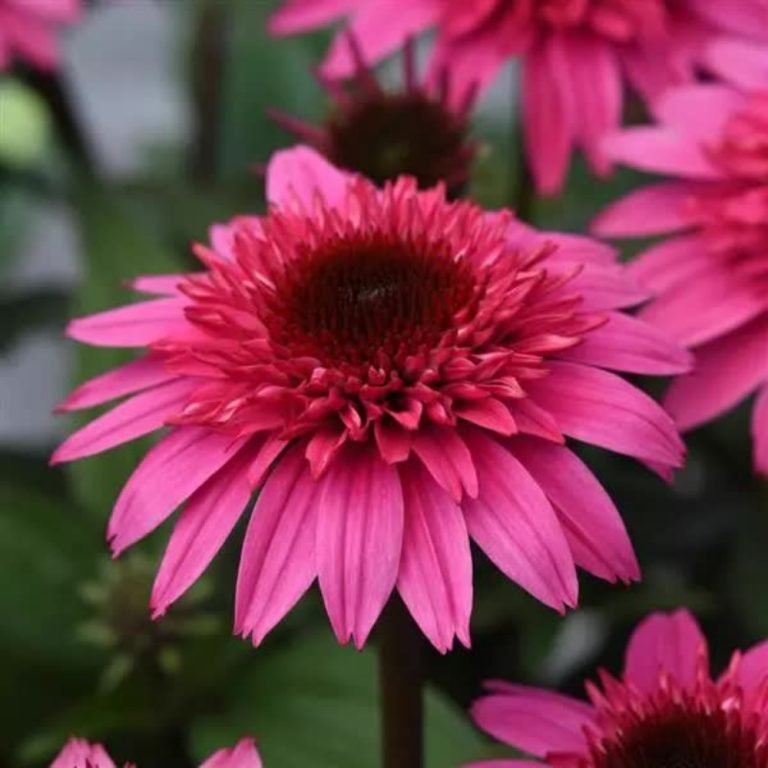 Echinacea x Double Scoop Watermelon Deluxe USPPAF Double Scoop Watermelon Deluxe