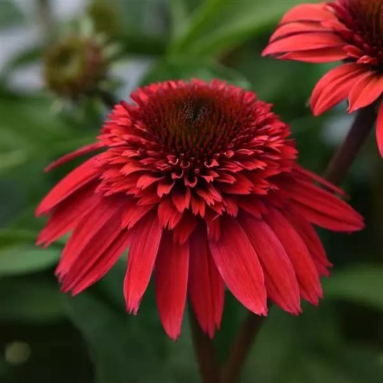 Echinacea x Double Scoop Strawberry Deluxe USPPAF Double Scoop Strawberry Deluxe