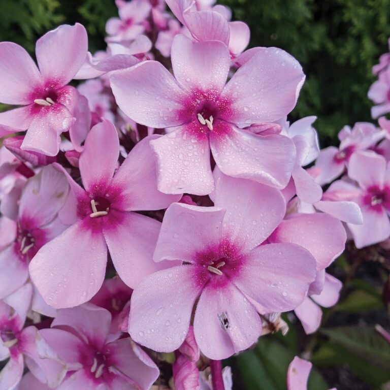 Phlox paniculata Center of Attention Balphlxpin290 USPPAF Center of Attention Phlox