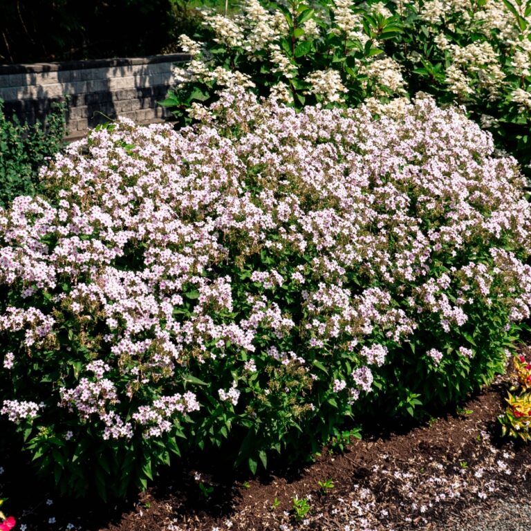 Phlox paniculata Confetti Cake Balphlxwip277 USPPAF Confetti Cake Phlox