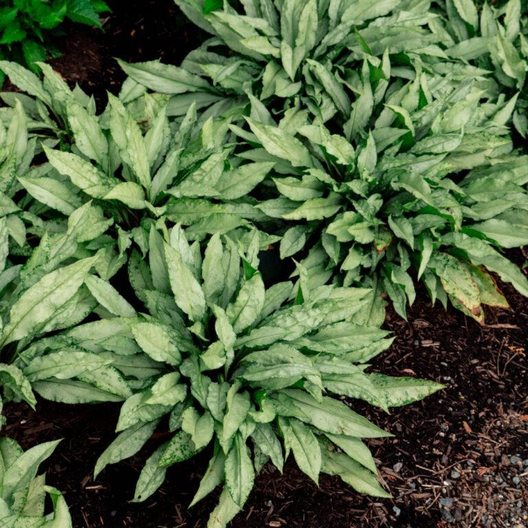 Pulmonaria x Silver Scimitar USPP35669 Silver Scimitar Lungwort