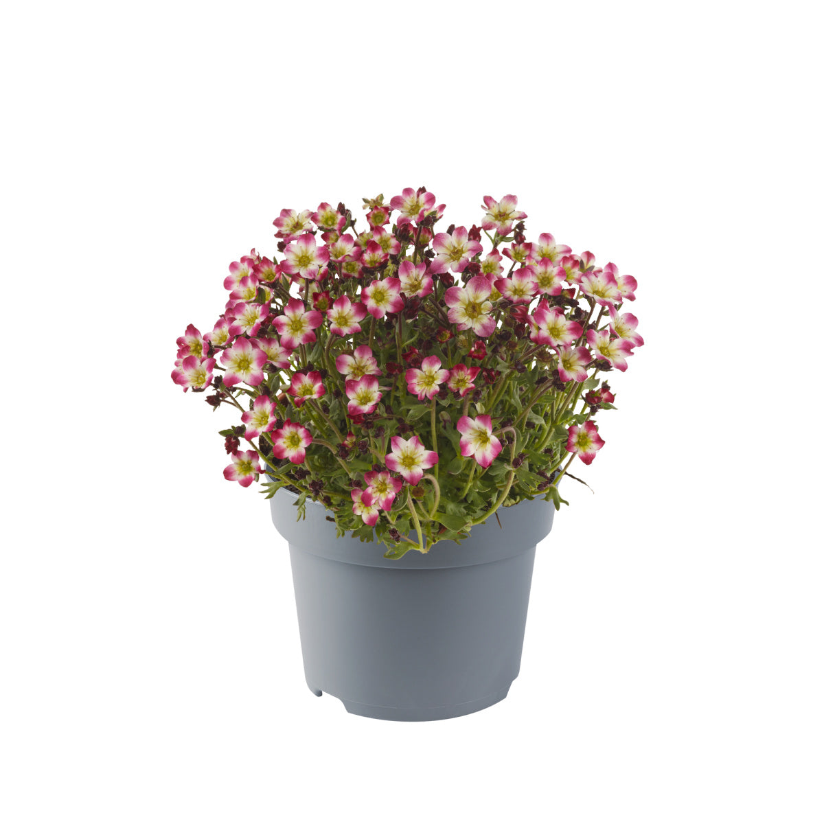 Saxifraga x arendsii Marto Red Picotee Marto Red Picotee Rockfoil