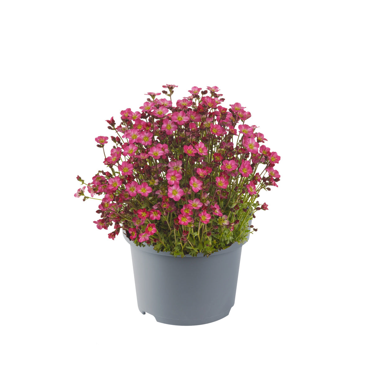 Saxifraga x arendsii Marto Hot Rose Marto Hot Rose Rockfoil