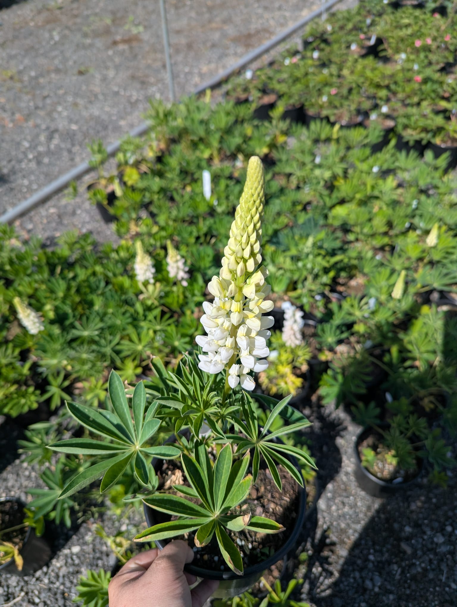 Lupinus polyphyllus Gallery White Lupine