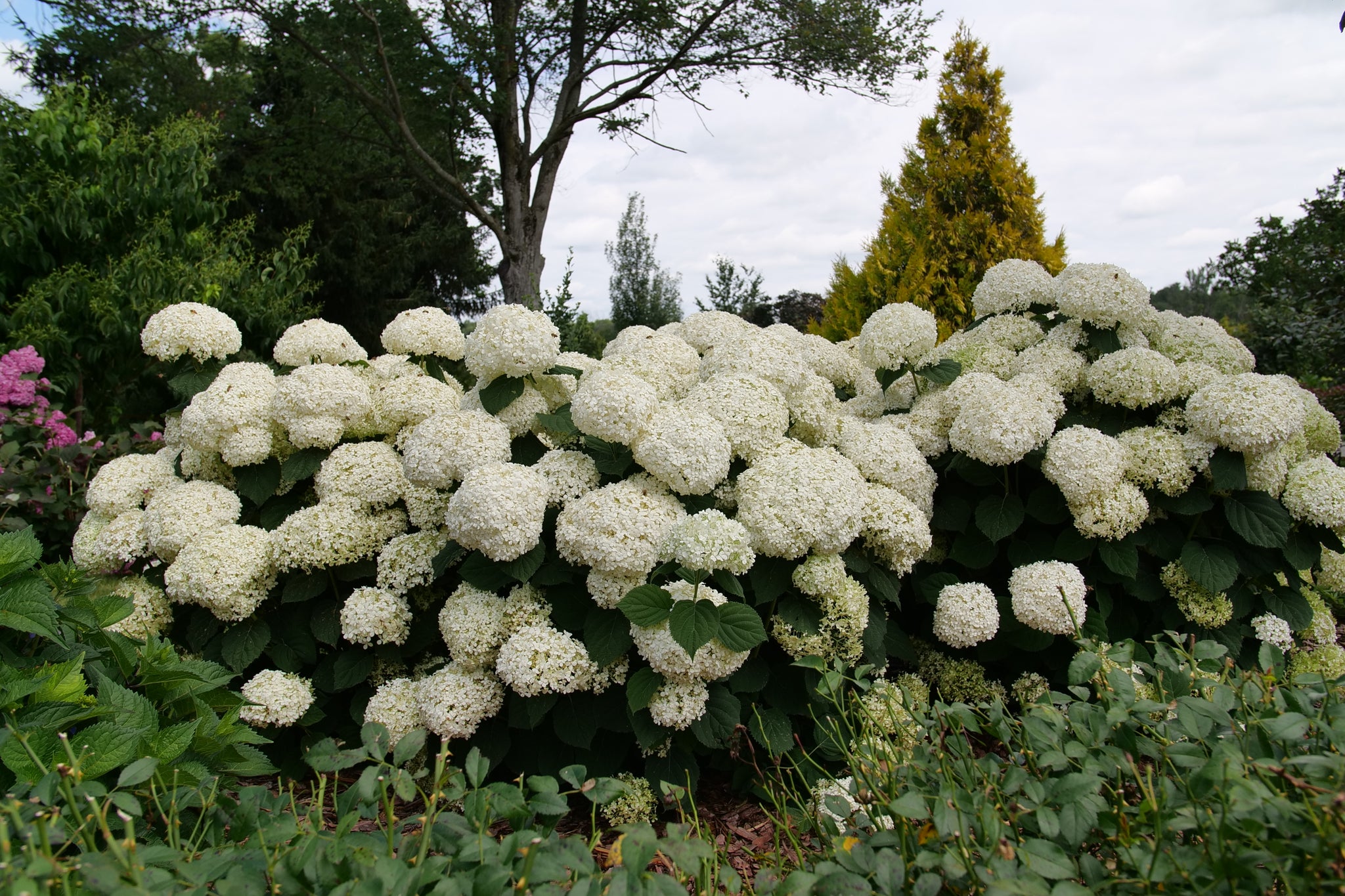 Hydrangea arborescens Incrediball Storm Proof SMNHAGOV 36,788 Incrediball Storm Proof Smooth Hydrangea